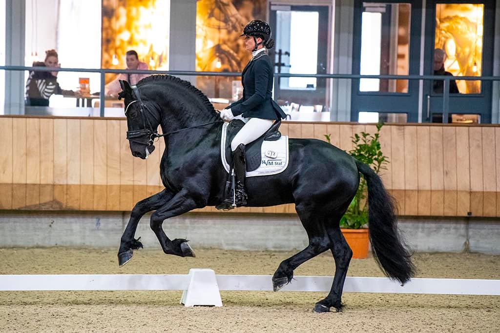 Friesian Dressage Stallion - Fryso 518